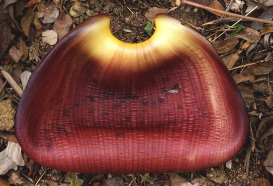 banana flower